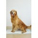Uniq Snappy Pawdry Blue Επιδαπέδιες Πάνες Εκπαίδευσης Σκύλων 60×90cm 20τμχ