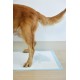 Uniq Snappy Pawdry Blue Επιδαπέδιες Πάνες Εκπαίδευσης Σκύλων 60×90cm 20τμχ