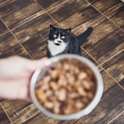 Υγρή Τροφή Γάτας