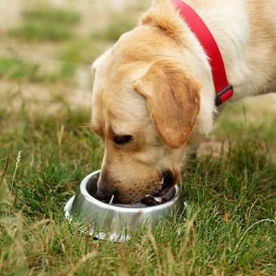 Υγρή Τροφή Σκύλων